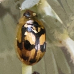 Peltoschema hamadryas (Hamadryas leaf beetle) at Campbell, ACT - 17 Mar 2024 by Hejor1