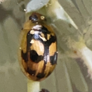 Peltoschema hamadryas at Campbell, ACT - 17 Mar 2024