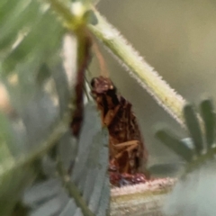 Osmylidae sp. (family) at Campbell, ACT - 17 Mar 2024