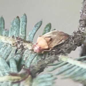 Miridae (family) at Campbell, ACT - 17 Mar 2024