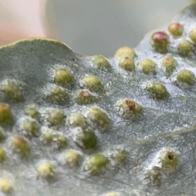 Ophelimus (genus) (Eucalyptus gall wasp) at Campbell, ACT - 17 Mar 2024 by Hejor1