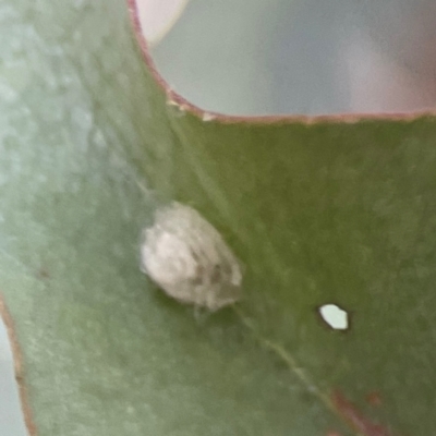 Unidentified Psyllid, lerp, aphid or whitefly (Hemiptera, several families) at Campbell, ACT - 17 Mar 2024 by Hejor1