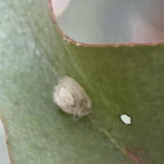 Unidentified Psyllid, lerp, aphid or whitefly (Hemiptera, several families) at Campbell, ACT - 17 Mar 2024 by Hejor1