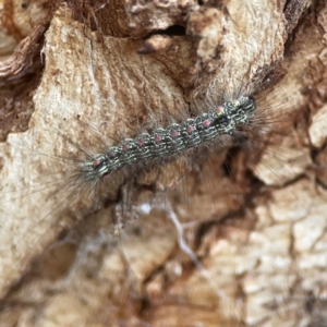 Anestia (genus) at Campbell, ACT - 17 Mar 2024