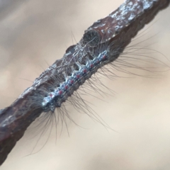 Anestia (genus) at Campbell, ACT - 17 Mar 2024