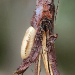 Blattidae sp. (family) (Unidentified blattid cockroach) at Campbell, ACT - 17 Mar 2024 by Hejor1