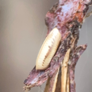 Blattidae sp. (family) at Campbell, ACT - 17 Mar 2024