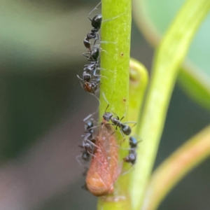 Katipo rubrivenosa at Campbell, ACT - 17 Mar 2024