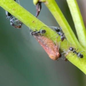 Katipo rubrivenosa at Campbell, ACT - 17 Mar 2024