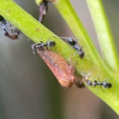 Katipo rubrivenosa at Campbell, ACT - 17 Mar 2024