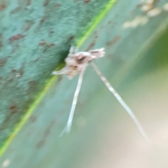 Fulgoroidea sp. (superfamily) at Campbell, ACT - 17 Mar 2024