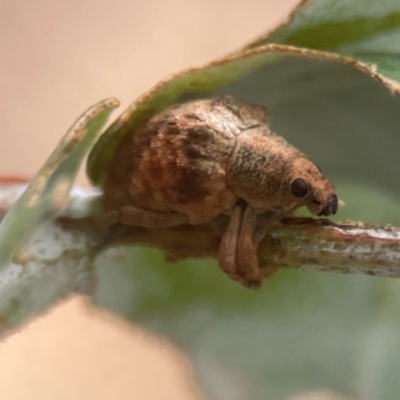 Gonipterus sp. (genus) (Eucalyptus Weevil) at Campbell, ACT - 17 Mar 2024 by Hejor1