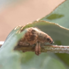 Gonipterus sp. (genus) at Campbell, ACT - 17 Mar 2024