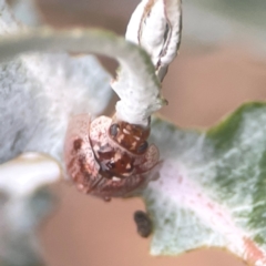 Paropsisterna m-fuscum at Campbell, ACT - 17 Mar 2024 05:18 PM