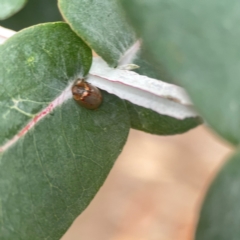 Paropsisterna m-fuscum at Campbell, ACT - 17 Mar 2024 05:18 PM