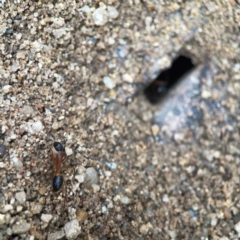 Camponotus consobrinus (Banded sugar ant) at Greenleigh, NSW - 17 Mar 2024 by Hejor1