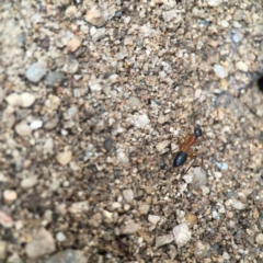 Camponotus consobrinus at QPRC LGA - 17 Mar 2024