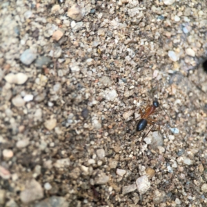 Camponotus consobrinus at QPRC LGA - 17 Mar 2024
