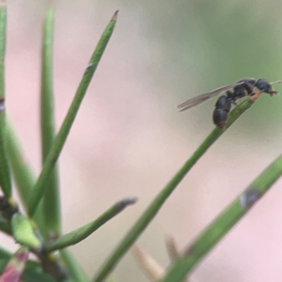 Formicidae (family) (Unidentified ant) at Greenleigh, NSW - 17 Mar 2024 by Hejor1