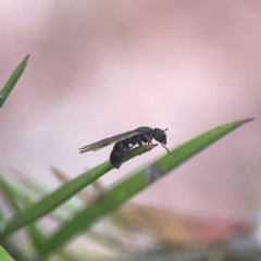 Formicidae (family) at QPRC LGA - 17 Mar 2024