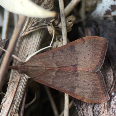 Uresiphita ornithopteralis (Tree Lucerne Moth) at Greenleigh, NSW - 17 Mar 2024 by Hejor1