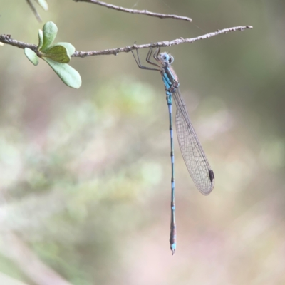 Austrolestes leda (Wandering Ringtail) at Greenleigh, NSW - 17 Mar 2024 by Hejor1