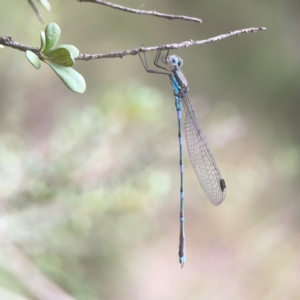 Austrolestes leda at QPRC LGA - 17 Mar 2024