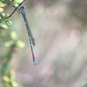 Austrolestes leda at QPRC LGA - 17 Mar 2024