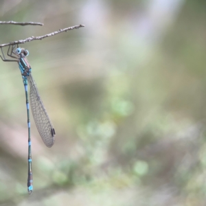 Austrolestes leda at QPRC LGA - 17 Mar 2024