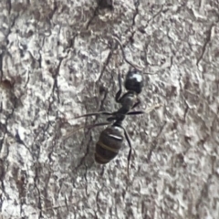 Formicidae (family) (Unidentified ant) at Greenleigh, NSW - 17 Mar 2024 by Hejor1