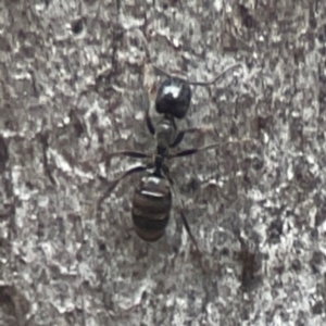 Formicidae (family) at QPRC LGA - 17 Mar 2024