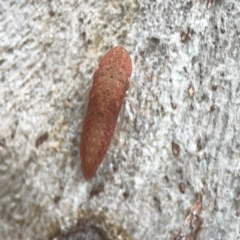 Ledromorpha planirostris (A leafhopper) at Greenleigh, NSW - 17 Mar 2024 by Hejor1