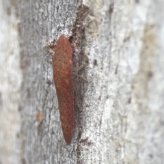 Ledromorpha planirostris at QPRC LGA - 17 Mar 2024