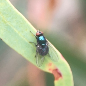 Lucilia sp. (genus) at QPRC LGA - 17 Mar 2024