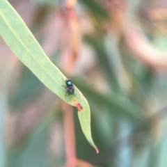 Lucilia sp. (genus) at QPRC LGA - 17 Mar 2024