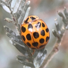 Harmonia conformis (Common Spotted Ladybird) at QPRC LGA - 17 Mar 2024 by Hejor1