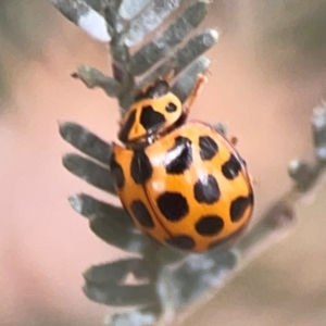 Harmonia conformis at QPRC LGA - 17 Mar 2024