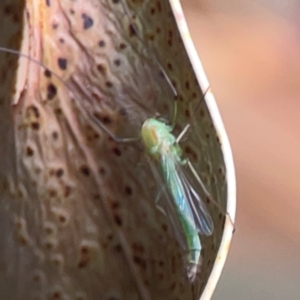 Chironomidae (family) at QPRC LGA - 17 Mar 2024