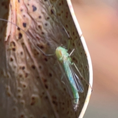 Chironomidae (family) (Non-biting Midge) at Greenleigh, NSW - 17 Mar 2024 by Hejor1