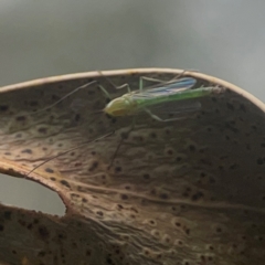 Chironomidae (family) at QPRC LGA - 17 Mar 2024 03:55 PM