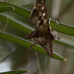 Nacoleia rhoeoalis (A Crambid moth (Spilomelinae) at QPRC LGA - 17 Mar 2024 by Hejor1