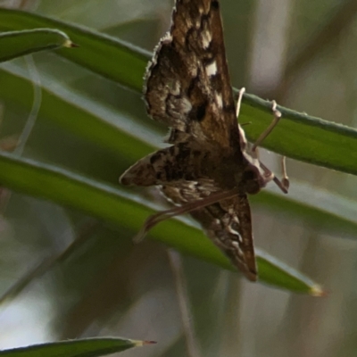 Nacoleia rhoeoalis (A Crambid moth (Spilomelinae) at QPRC LGA - 17 Mar 2024 by Hejor1
