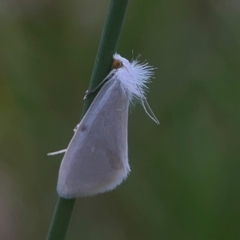 Tipanaea patulella (The White Crambid moth) at QPRC LGA - 17 Mar 2024 by Hejor1