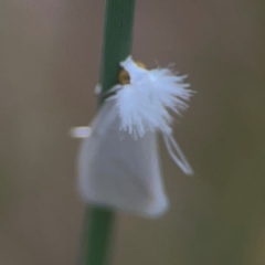 Tipanaea patulella at QPRC LGA - 17 Mar 2024