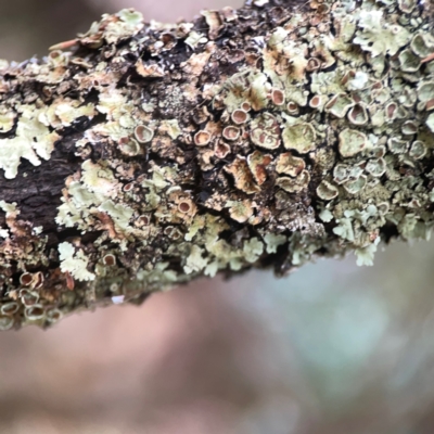 Flavoparmelia sp. (Flavoparmelia Lichen) at QPRC LGA - 17 Mar 2024 by Hejor1