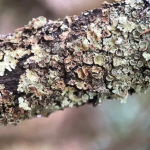 Flavoparmelia sp. at QPRC LGA - 17 Mar 2024