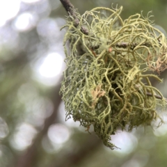 Usnea sp. (genus) (Bearded lichen) at QPRC LGA - 17 Mar 2024 by Hejor1