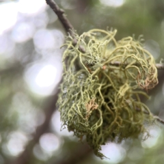 Usnea sp. (genus) at QPRC LGA - 17 Mar 2024