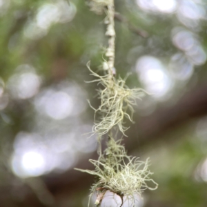 Usnea sp. (genus) at QPRC LGA - 17 Mar 2024