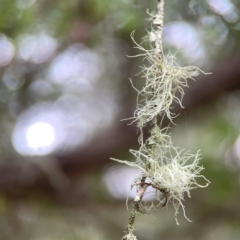 Usnea sp. (genus) at QPRC LGA - 17 Mar 2024 03:38 PM